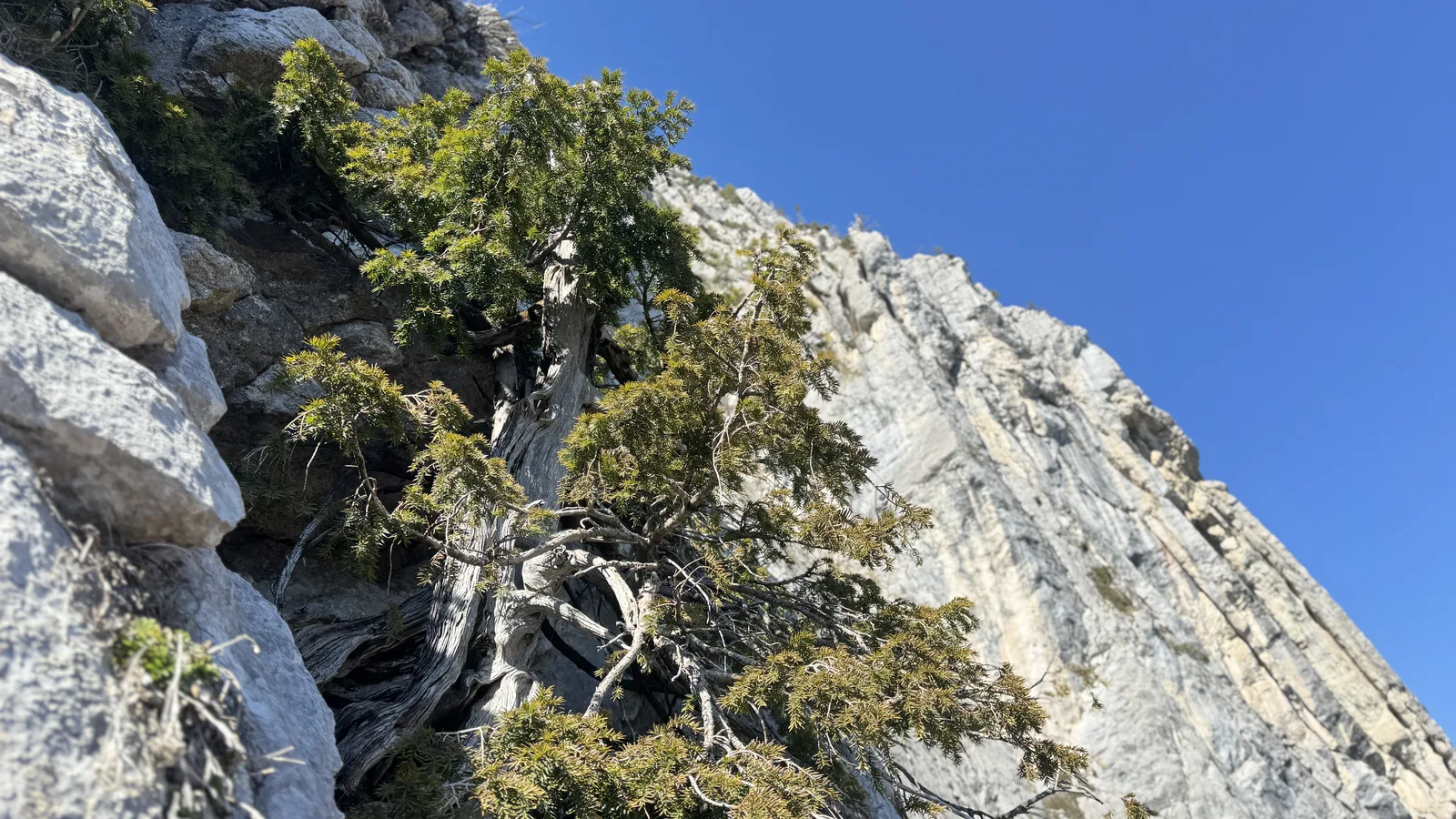 Paroi calcaire avec arbre accroché