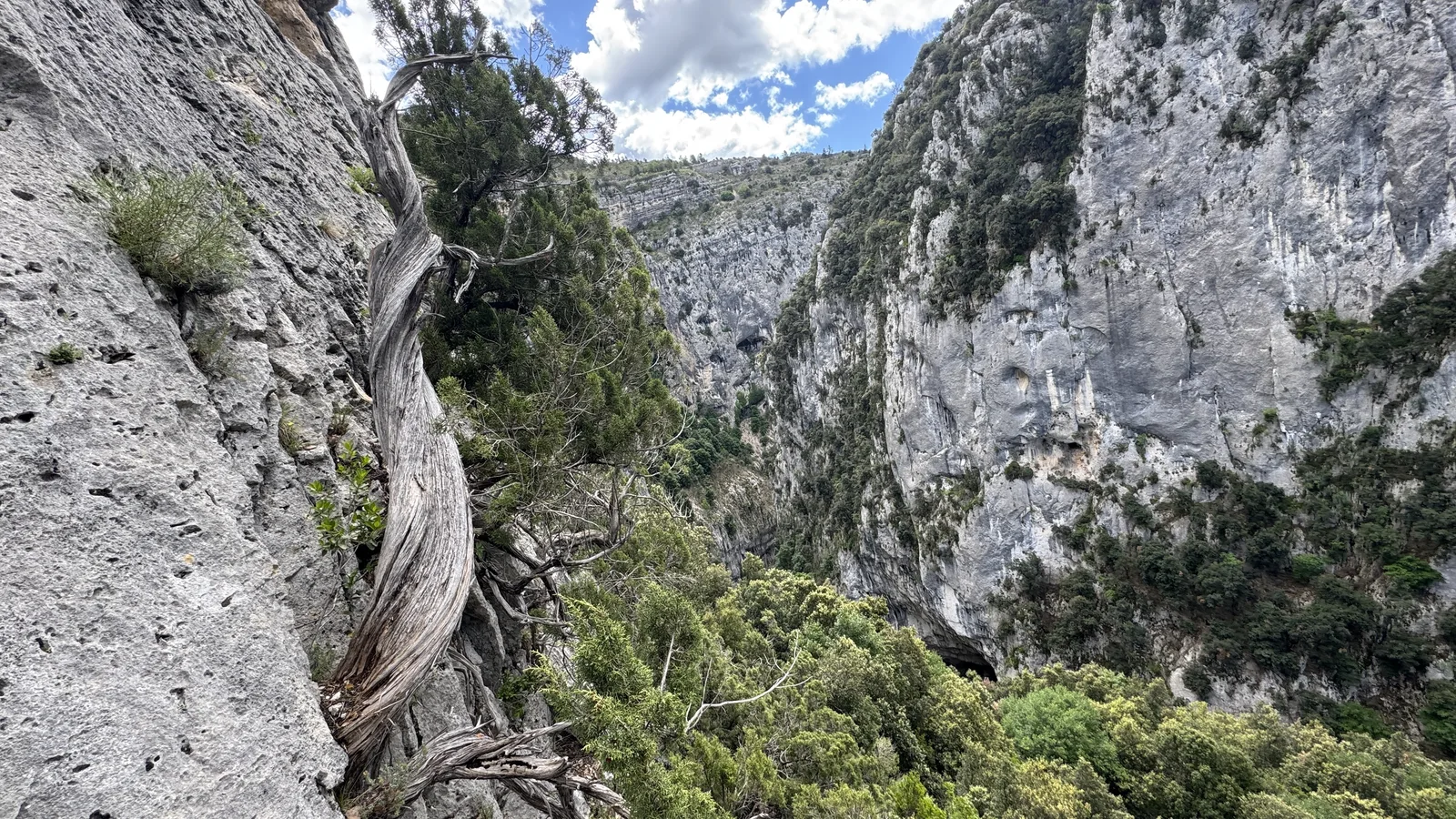 Arbre tordu accroché à la paroi