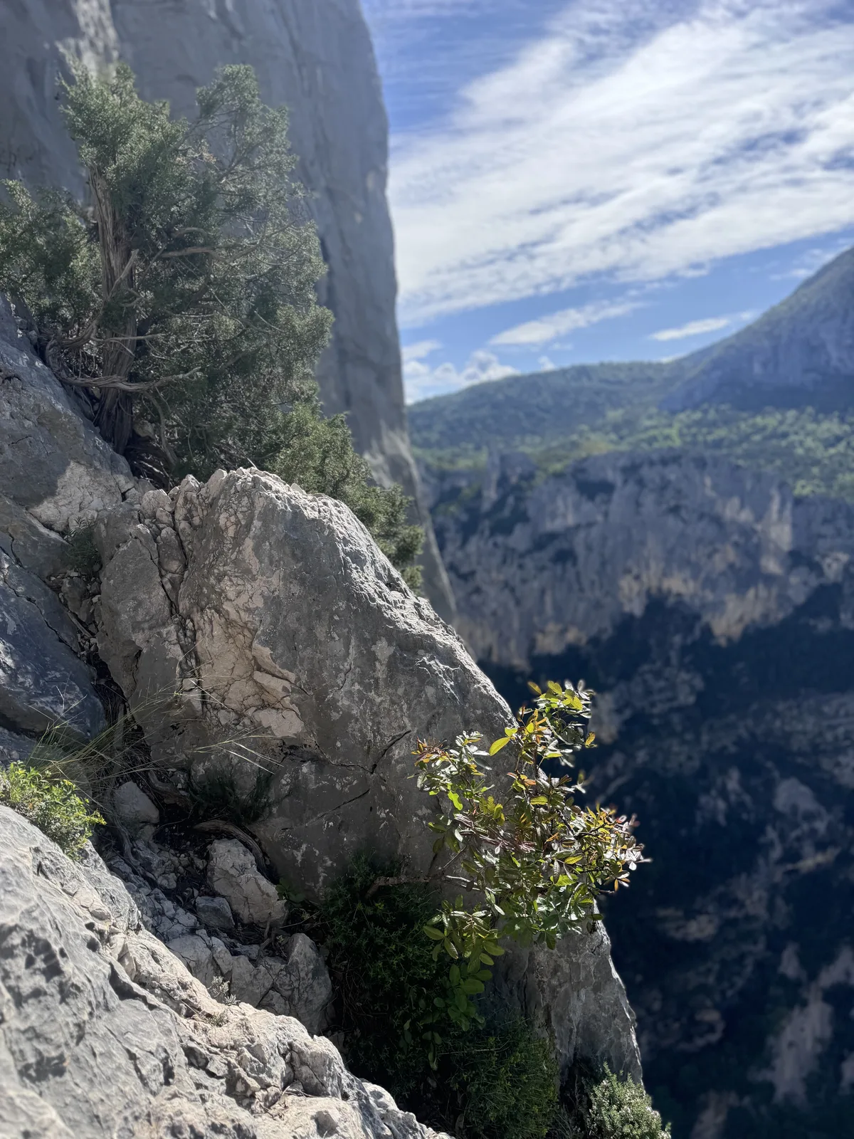 Vue paysage du Verdon depuis la paroi avec un rocher et un arbuste au premier plan