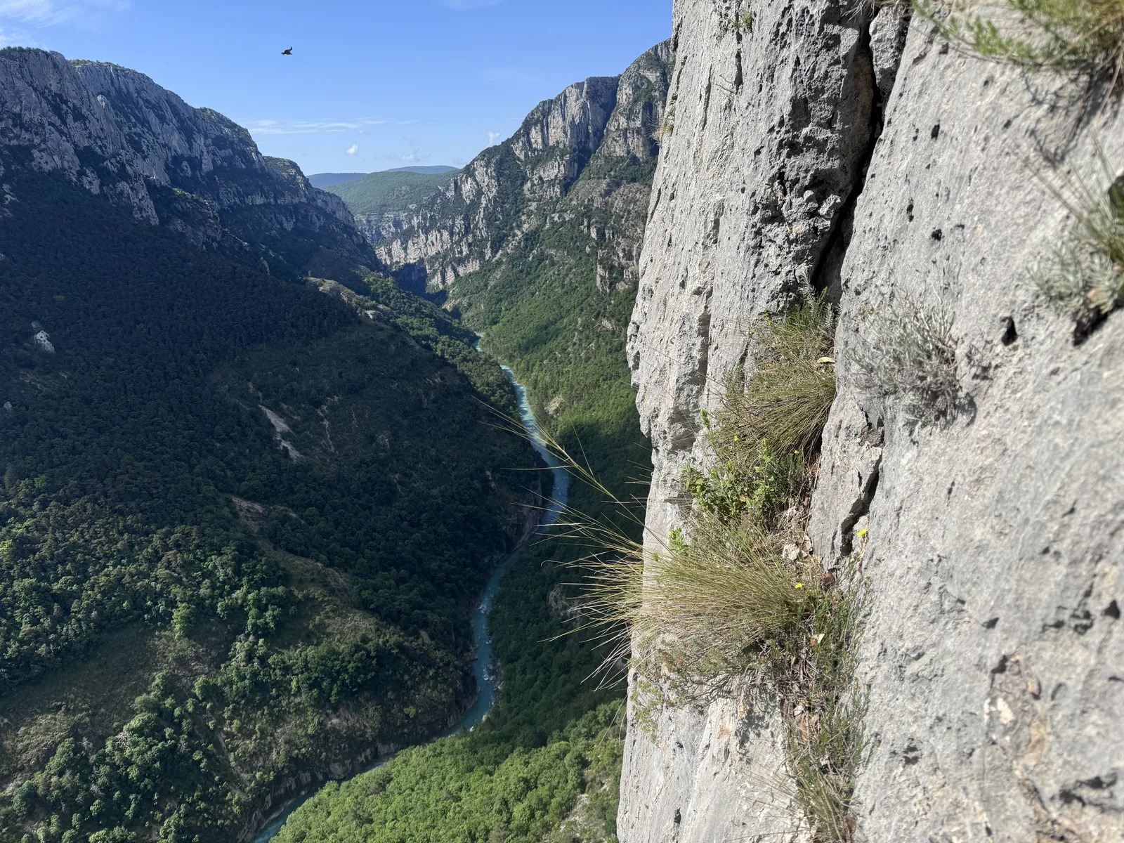 Verdon avec rapace en vol