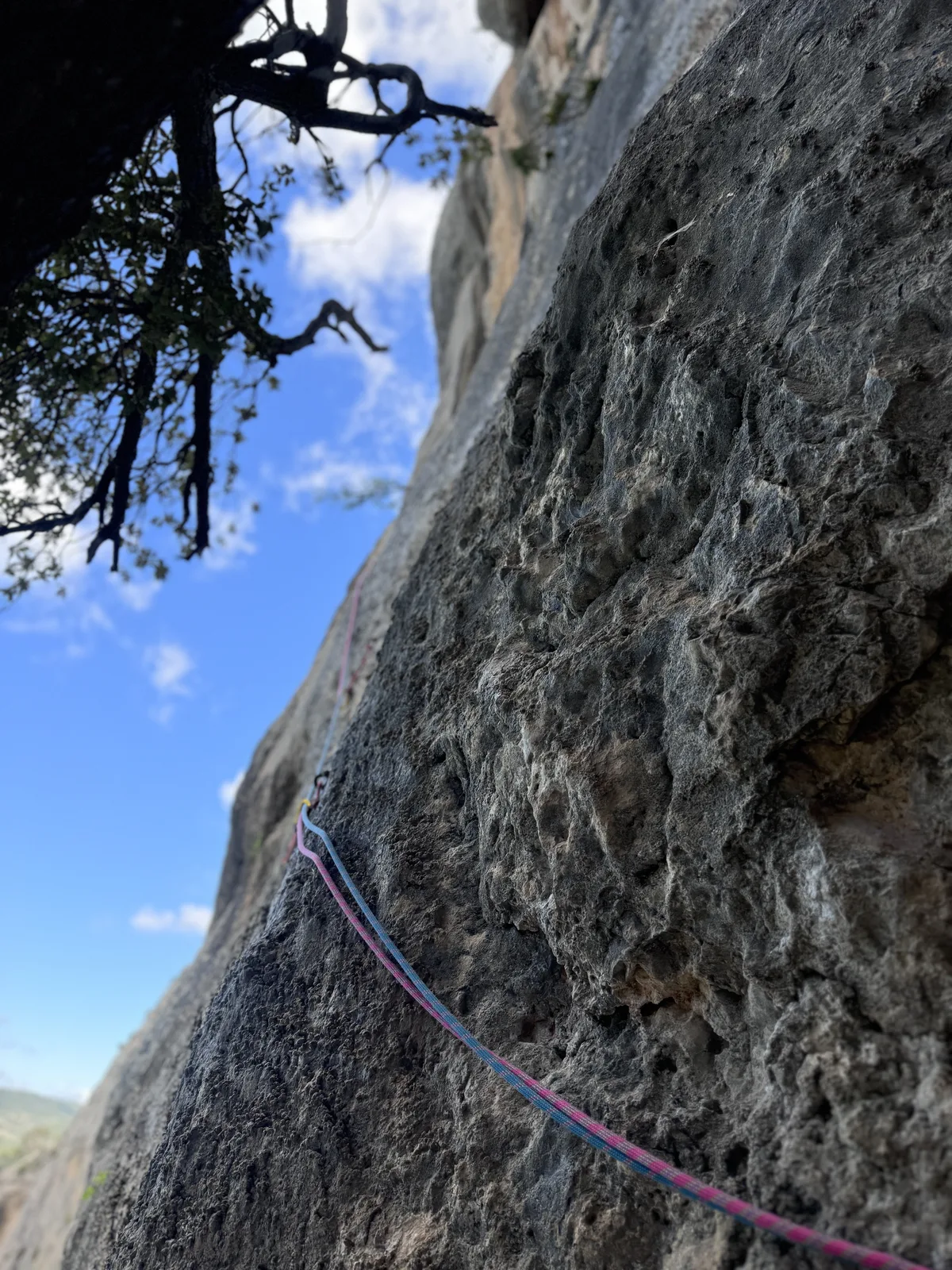 Gros plan sur une paroi calcaire avec une branche d'arbre en haut et une corde rose qui descend