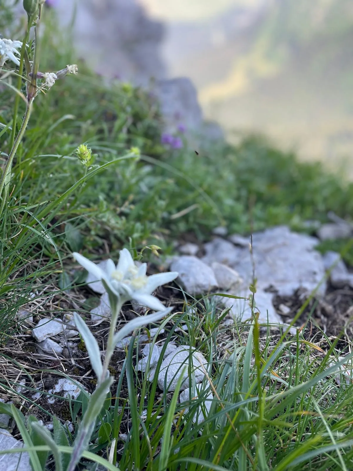 Vécu — la fleur d'altitude