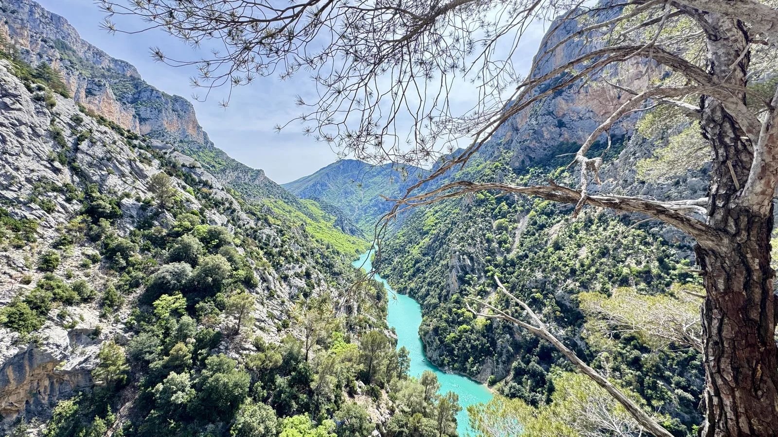 Verdon — panorama avec arbre tordu