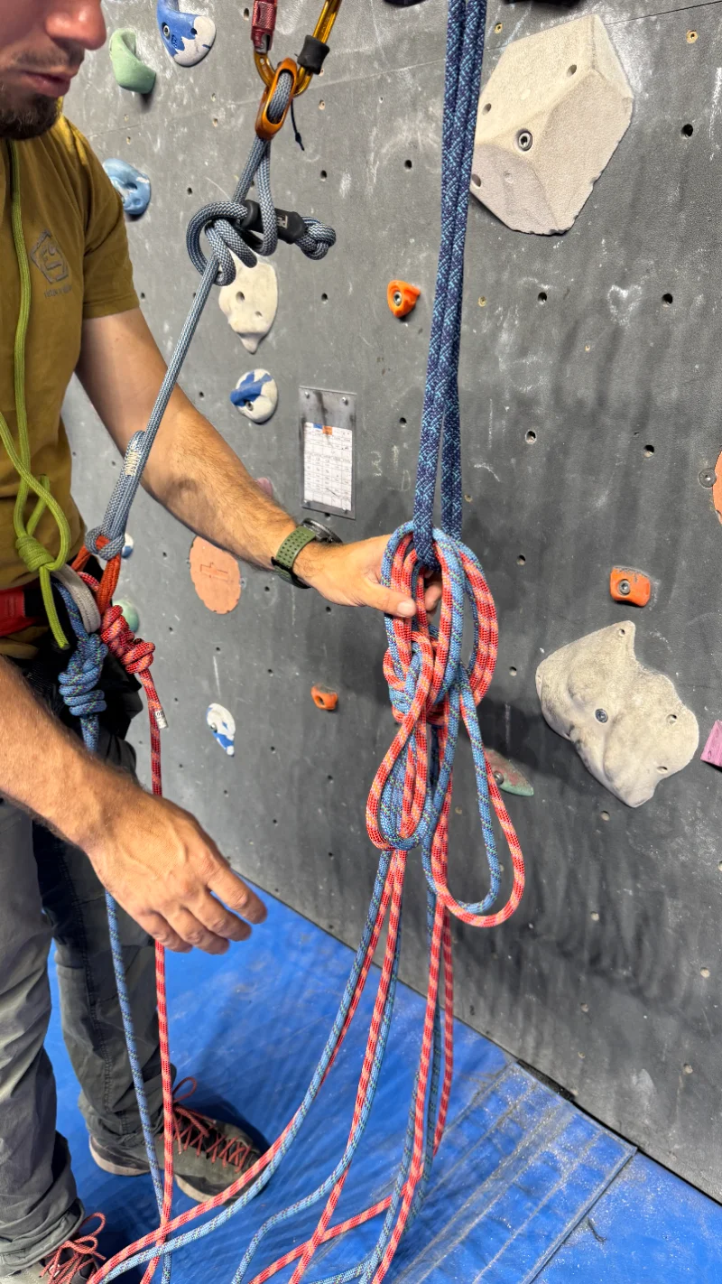 2. Première oreille — grande boucle fixée sur la sangle par une queue de vache